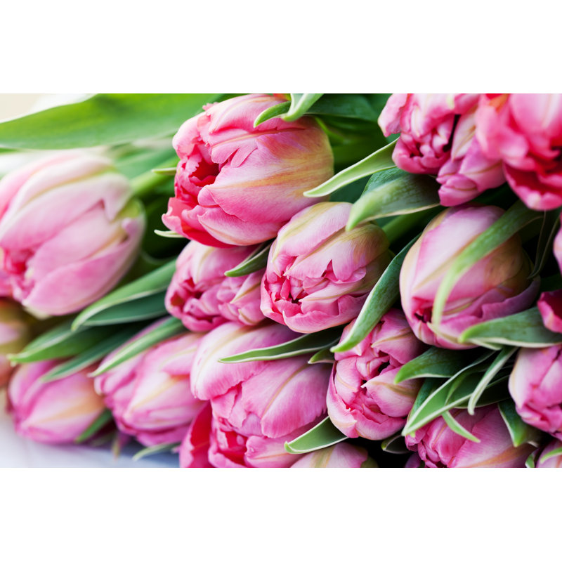 Tulips - Wrapped Canvas Print, 30cm H x 46cm W x 3.8cm D