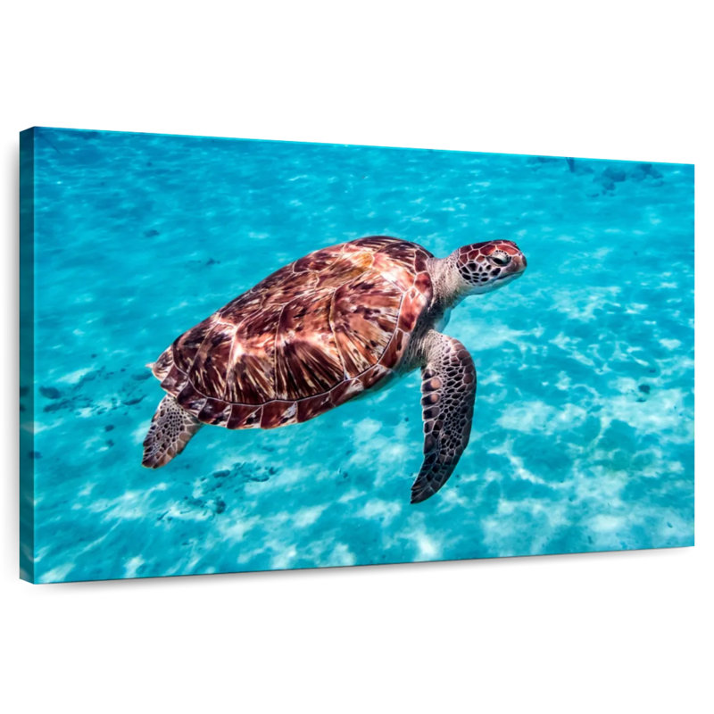 Brampt Red Turtle, 24" H x 36" W