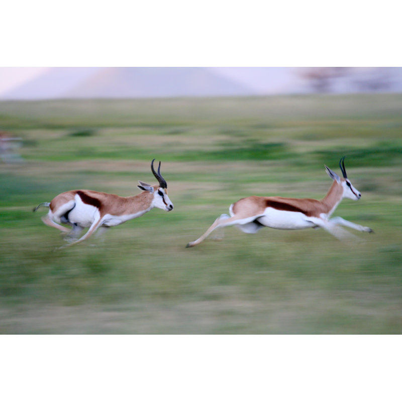 Sprinting Springboks by Savetrev - Wrapped Canvas Print, 30cm H x 46cm W x 3.8cm D
