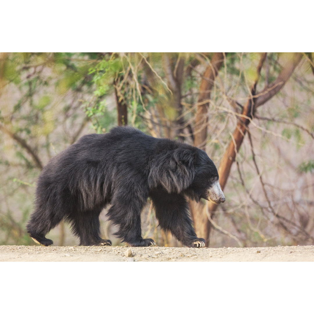 A Sloth Bear Walks von Cody Linde - Wrapped Canvas Photograph