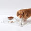 Clear Overflow Feeding Tray-1150780754-1084445584