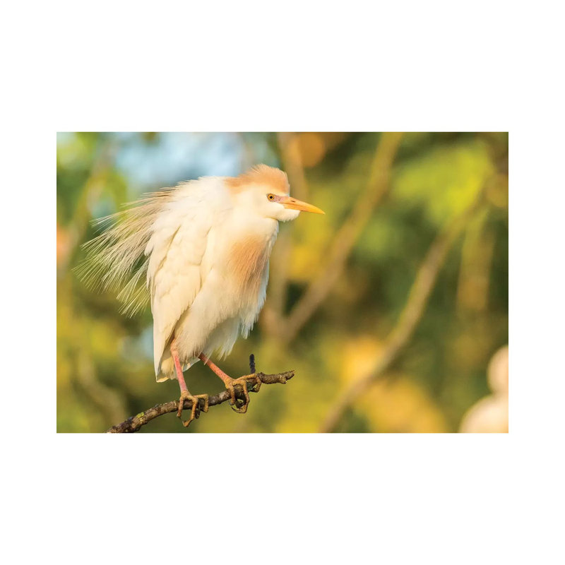 USA, Louisiana, Vermilion Parish. Cattle egret pair in breeding plumage. 1 Piece Wrapped Canvas Wall Art
