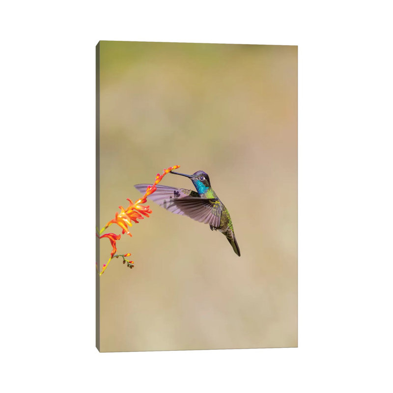 Central America, Costa Rica. Male Talamanca Hummingbird Feeding. by Jaynes Gallery - Wrapped Canvas Gallery-Wrapped Canvas Giclée