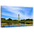 Lilie Tropical Cape May Lighthouse-111834476