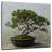 Harnek Potted Bonsai Pine-109215799