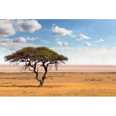 Acacia