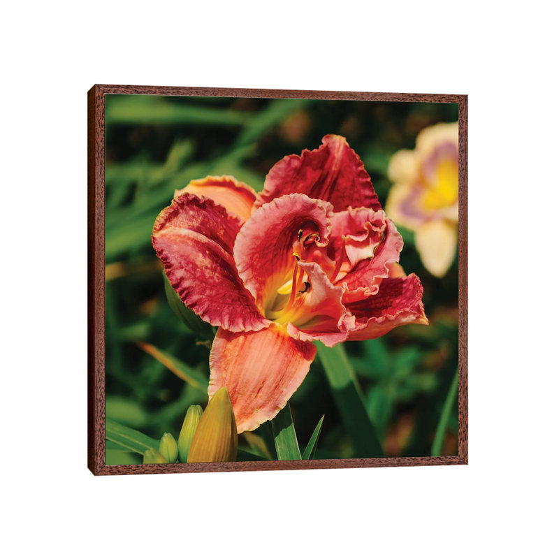 Daylily Garden 1 Piece Wall Art on Canvas, 93.98cm H x 93.98cm W x 3.81cm D, Classic Brown Wood Framed