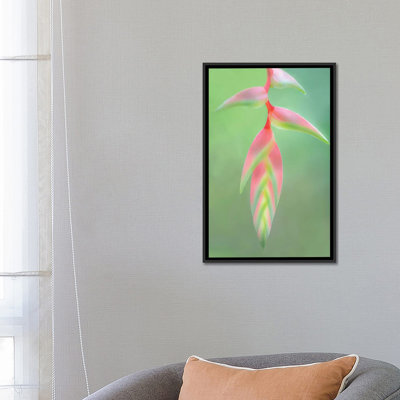 Reproduction de photo sur toile tendue, "heliconia fleur, sarapiqui, heredia province, costa rica" par images panoramiques