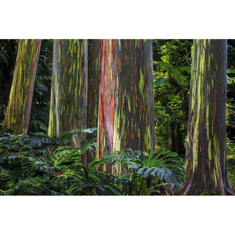 Rainbow Trees - Wrapped Canvas Print, 61cm H x 91cm W x 3.8cm D