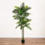 Arbre 96 po Robellini 96 po