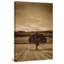 Lone Tree At Sunset by Don Schwartz - Wrapped Canvas Print-1256616743