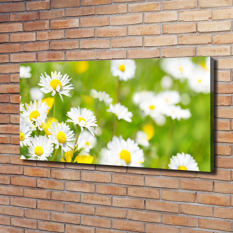 Daisies - Wrapped Canvas Print