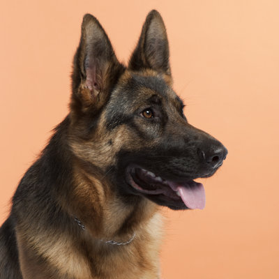 " German Shepherd Dog "