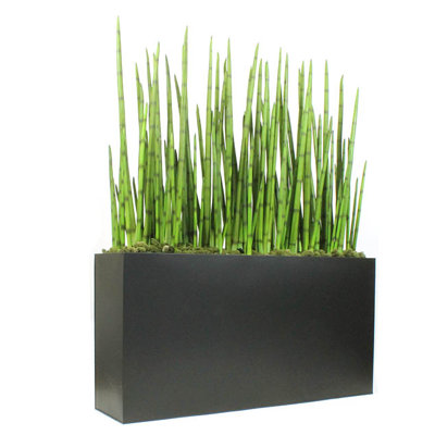 Plante de l’herbe dans un pot de serpent