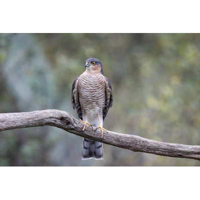 " Eurasian Sparrowhawk " by Mikelane45