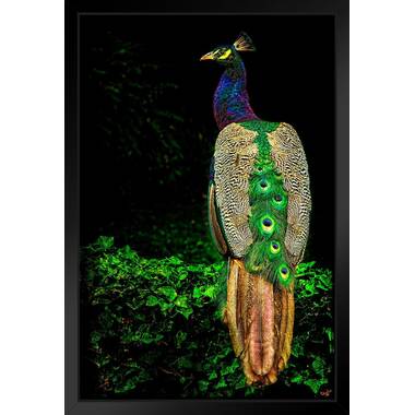 Single Male Peacock tail Feather against colorful For sale as Framed  Prints, Photos, Wall Art and Photo Gifts