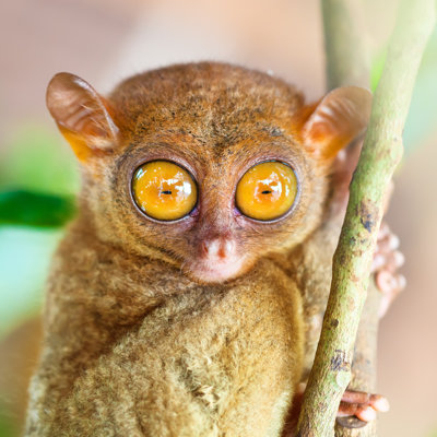 " Phillipine Tarsier " by Goodolga