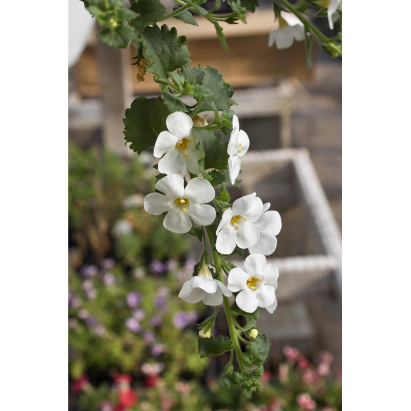 White Bacopa Flowers by RobertsGalleries - Wrapped Canvas Print, 46cm H x 30cm W