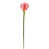 Rose sélectionné
