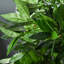 90cm Faux Evergreen Tree in Cement Pot