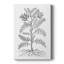 B&W Plant Spechantillon IX - Gallery Emballé sur mesure-117869266