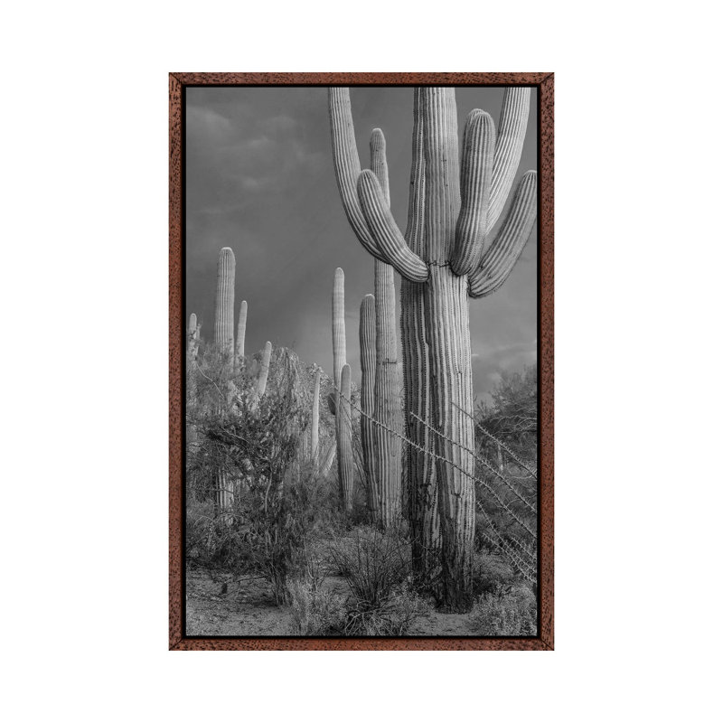 Saguaro cacti, Tucson Mountains, Arizona 1 Piece Wall Art on Canvas, 66.04 cm H x 45.72 cm W, Classic Wood Framed