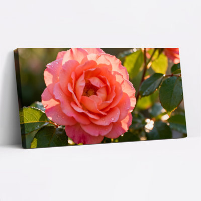 Rose, art floral sur toile tendue, ensemble de 1