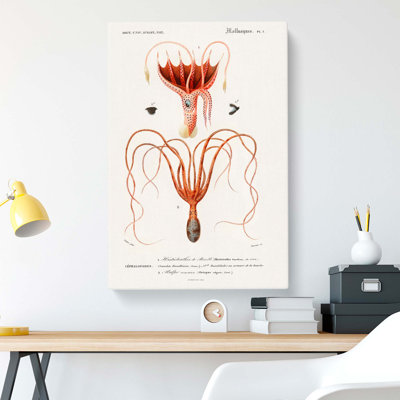 Octopus & Squid by Charles D' Orbigny - Wrapped Canvas