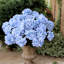 Hortensia beige 20 pouces avec 7 fleurs - décor d'hortensia artificiel-63618296