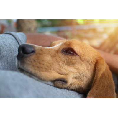 Beagle Dog par Kobkik - Photographie sur toile tendue