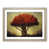 Oak