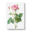 Pretty Pink French Roses by Pierre-Joseph Redoute - Wrapped Canvas-55322777