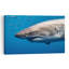 Powerful Great White Shark Contemporary Fish Shark Nature Ocean Wall Art Print-460078684
