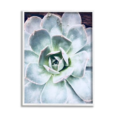 «Succulent Leaves Water Droplets» encadré sur bois par Irena Orlov, photographie