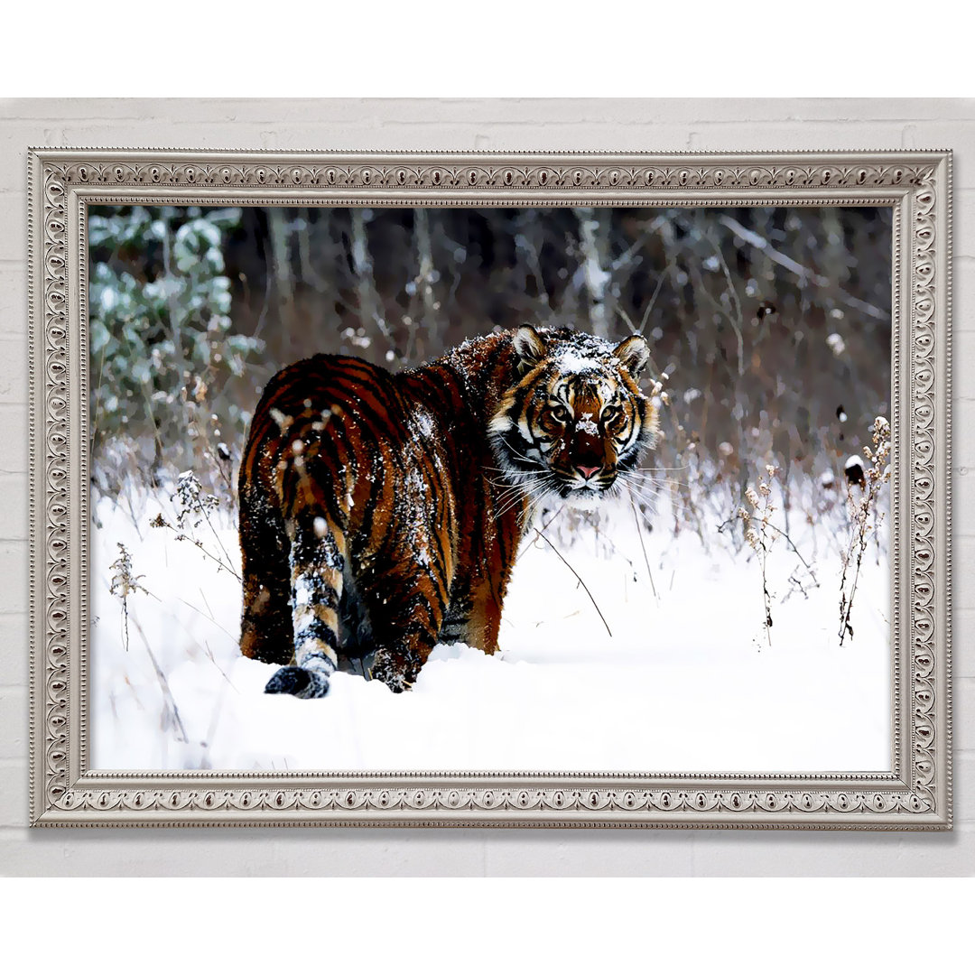 Tiger In The Snow - Einzelne Bilderrahmen Kunstdrucke