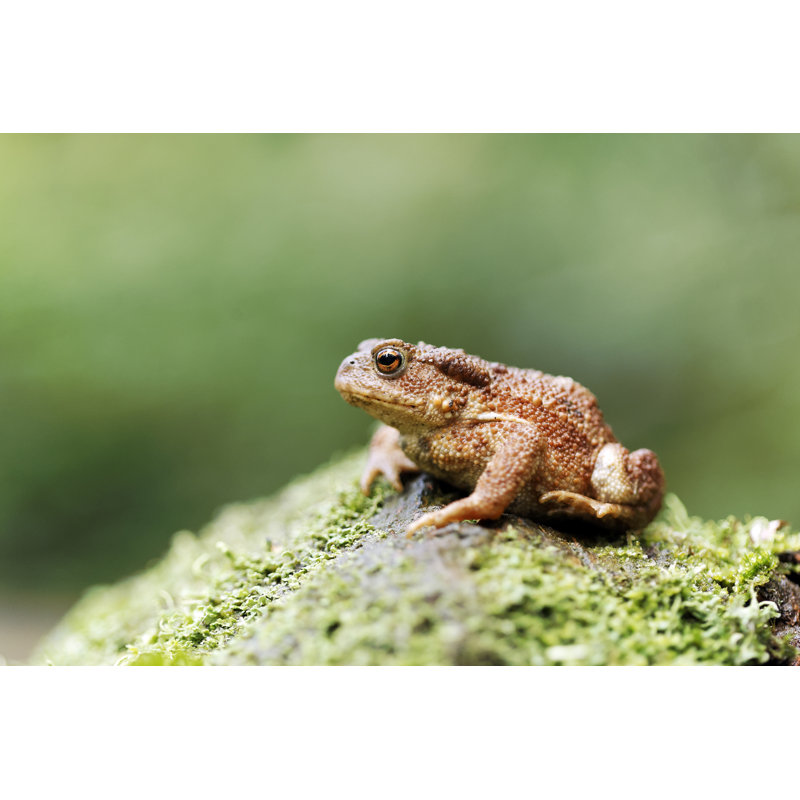 Crapaud commun - photographie sur toile tendue, L 18 po x H 12 po