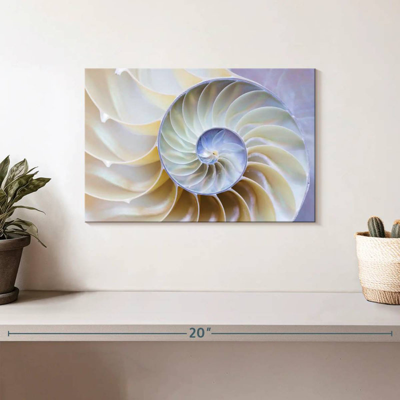 Empty Nautilus Shell, 8" H x 12" W