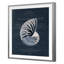 Conchology Nautilus Print by Porter Design