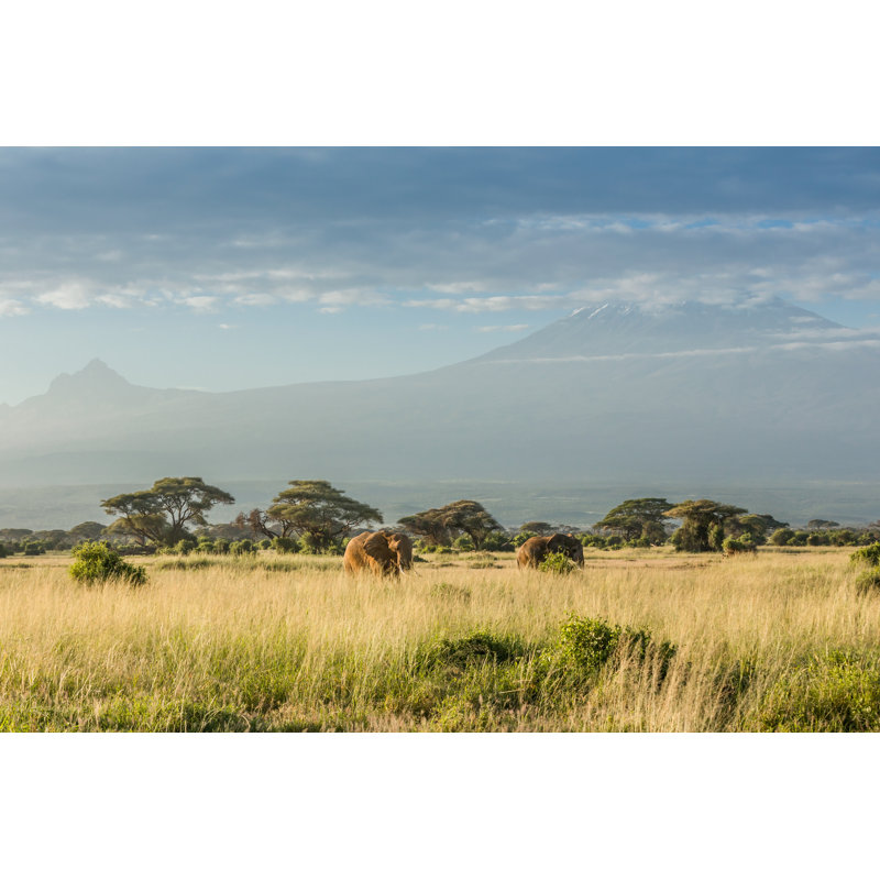 Elephant - Wrapped Canvas Print, 20cm H x 30cm W