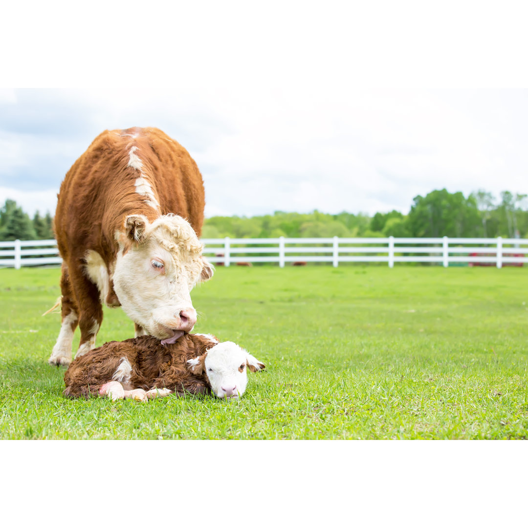 Braun-weiße Hereford-Kuh leckt neugeborenes Kalb von Emholk - Druck auf Leinwand ohne Rahmen