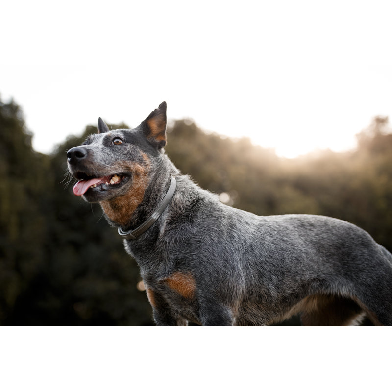 Australian Cattle Dog by Capuski - Wrapped Canvas Print, 81cm H x 122cm W x 3.8cm D