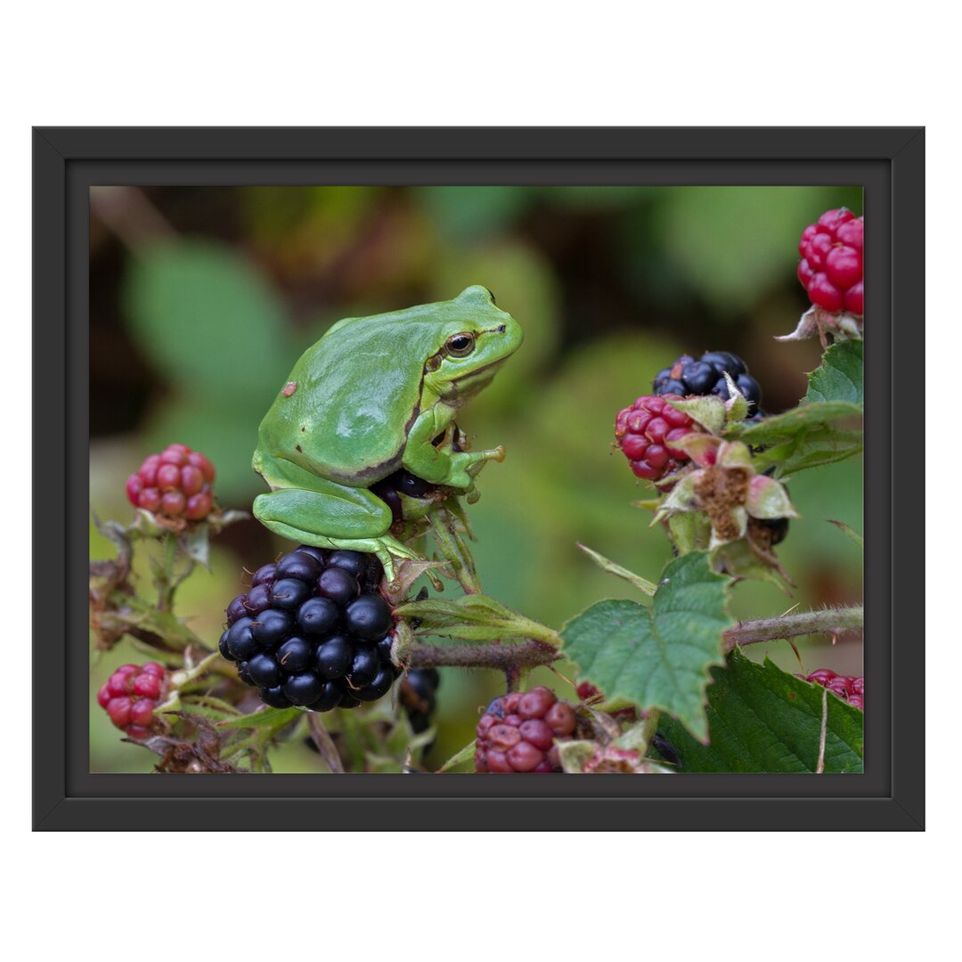 Gerahmtes Wandbild kleiner Frosch auf Brombeerstrauch