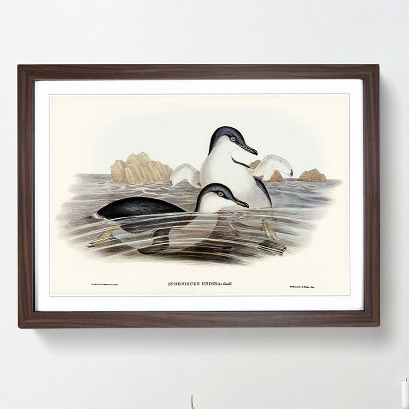 Little Blue Penguins by Elizabeth Gould - Picture Frame Painting Print, 48cm H x 65cm W x 2cm D, Walnut Framed