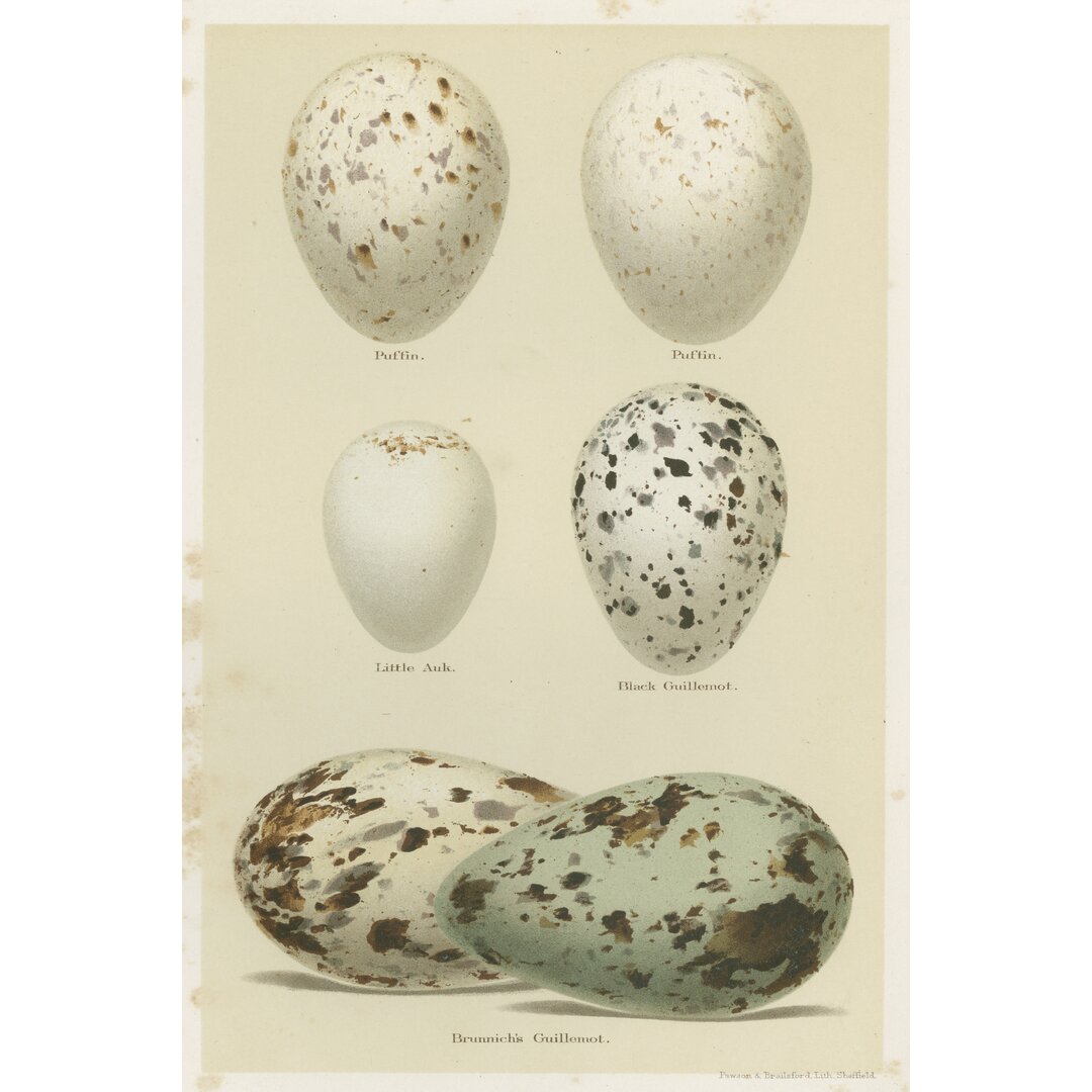 Leinwandbild Antique Bird Egg Study II von Henry Seebohm