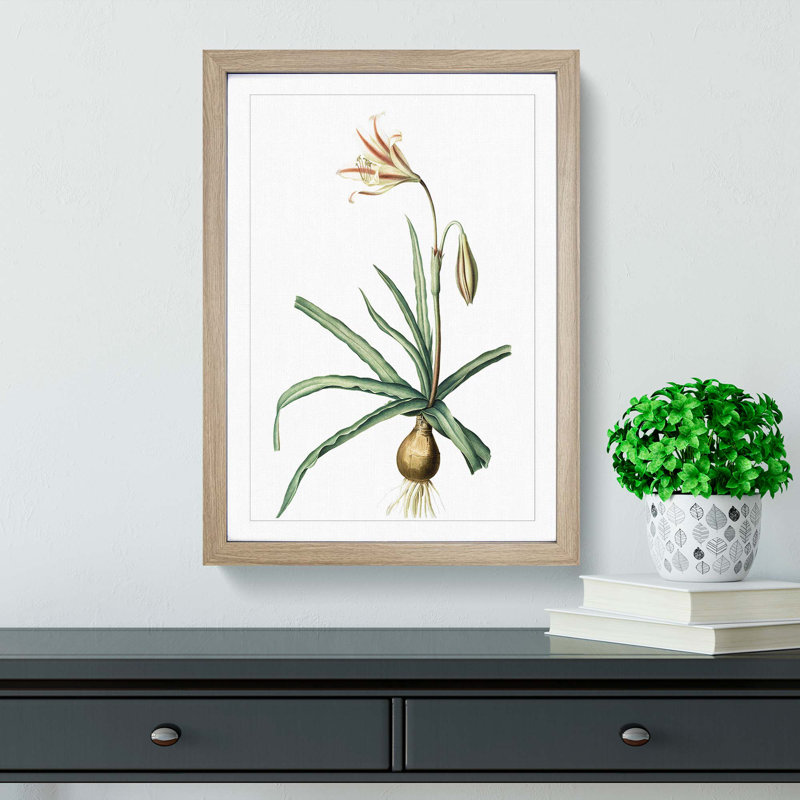 Amaryllis Broussonetii Flowers by Pierre-Joseph Redoute - Single Picture Frame Painting, Oak Framed, 33cm H x 24cm W x 2cm D