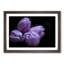 Four Purple Tulips - Framed Print-55577542-55577543