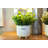 9.5'' Faux Eucalyptus Plant in Ceramic Pot