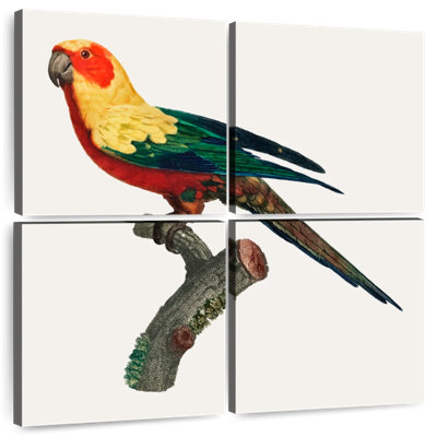 Brampt Sun Conure
