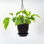 Live Golden Pothos Plant in Hanging Pot