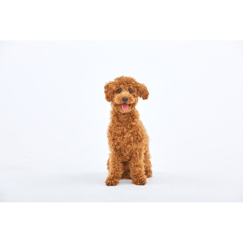 Toypoodle by KENGO YAJIMA - No Frame Art Prints on Canvas, 51cm H x 76cm W